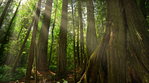 Kanada Vancouver Island iStock Matthäus Rojek